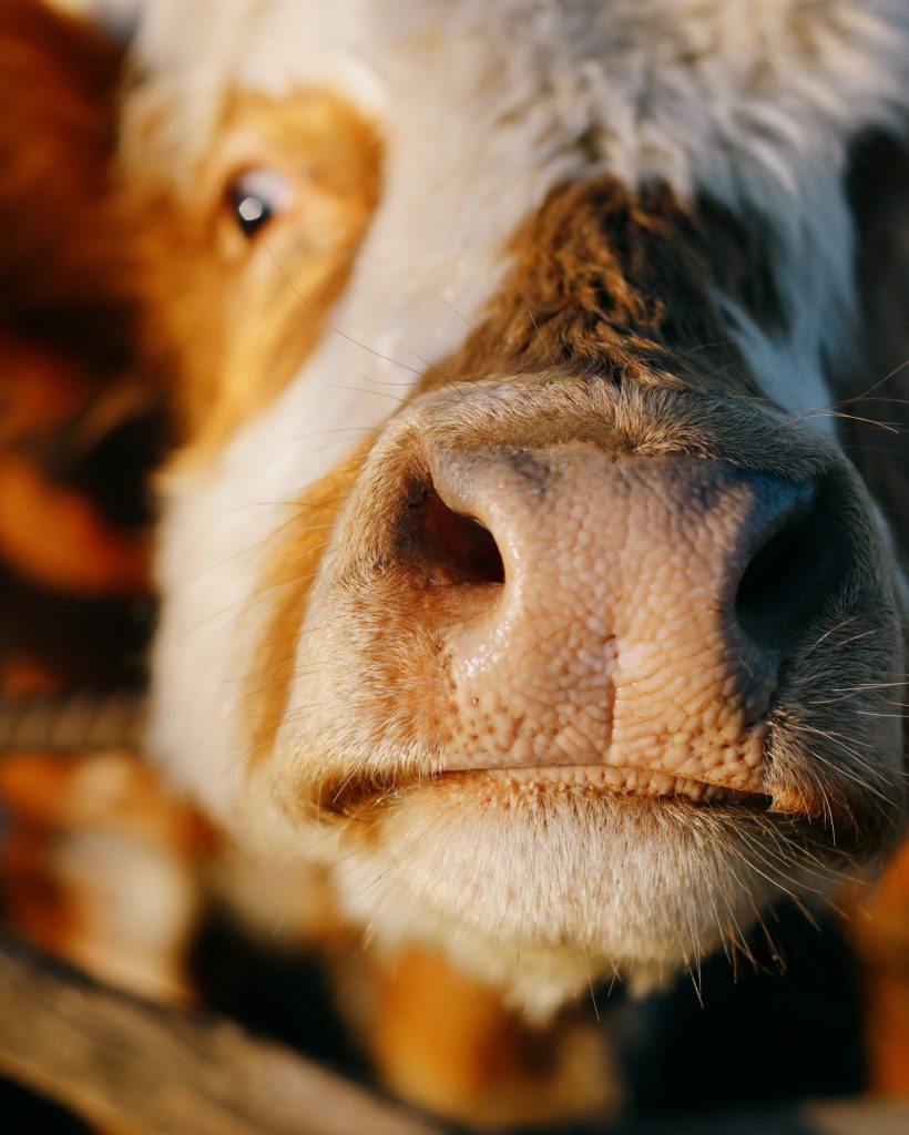 cow-nose-beautiful-fluffy-cows-2022-11-16-14-25-53-utc-min cow-nose-beautiful-fluffy-cows-2022-11-16-14-25-53-utc-min